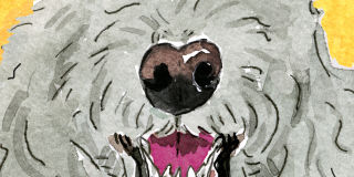 For the Love of a Dog (Named Teets)