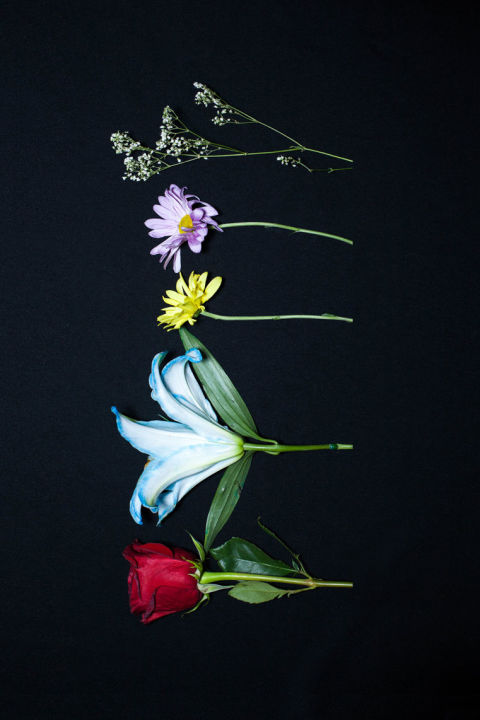 Flowers for Trump: Viviana