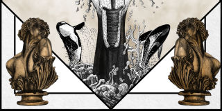 Do Orcas Have Hot Flashes